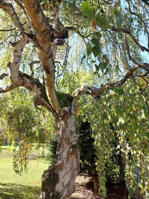 Апартаменты The Squirrels- Alresford, Essex Экстерьер фото